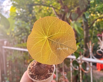 Firmiana Colorata (Sterculia Colorata) | 珍しい熱帯樹木の苗木