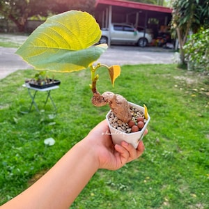 Cissus Repanda - Panivel | Rare Wild Grape | Unique Houseplant | Exotic Vine | Bonsai Potential | rare caudex plant | Free shipping