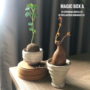 Value Box: Rare Stephania Erecta and Phyllanthus Mirabilis Plants – Perfect for Indoor Décor and Unique Gifts  特价居家风水植物小箱子 - 圓葉山烏龜和红叶子