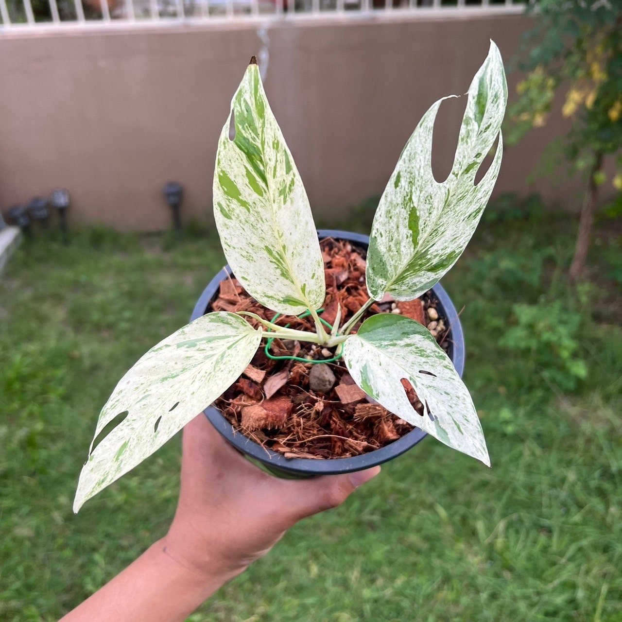Epipremnum Pinnatum Albo Variegata RARE Variegated Rooted Starter