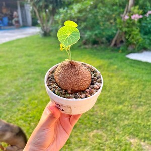 Exotic plant  Stephania Erecta - Unique Indoor, Outdoor Plants, Exotic Caudex, Rare succulents, free shipping with Phyto, Beginner friendly