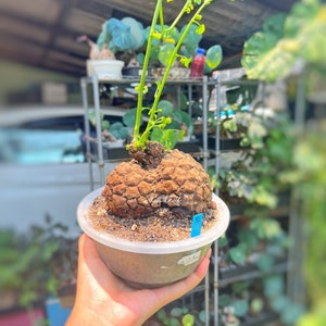 Rare Giant Stephania Suberosa Caudex Plant – 415g | Unique Feng Shui Houseplant | 希少な巨大ステファニア・スベローサ 415g Exotic Foliage,  Free shipping