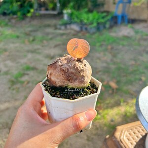 以下が含まれることがあります： 粗い茶色の球根状の基部を持ち、上部から小さな丸いオレンジがかった葉が1枚生えているステファニア・エレクタのコーデックス植物。植物は、暗い粒状の土が入った白い六角形のプラスチック製の鉢に植えられています。