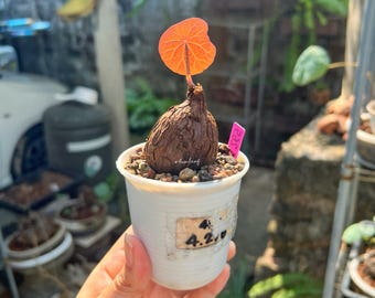 Stephania Nova tamaño S+ (Kaweesakii) Caudex único / Planta tailandesa rara / Jardín de tubérculos tipo bonsái / Planta de interior exótica rara / Envío gratuito