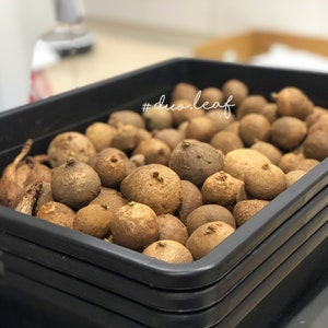 Wholesale Stephania Erecta Set in 6 / 12 Bulbs  (4.5-6cm) – Rare Caudex Plant, Exotic Houseplant, Easy-Care Indoor Plant, Unique Bonsai Gift