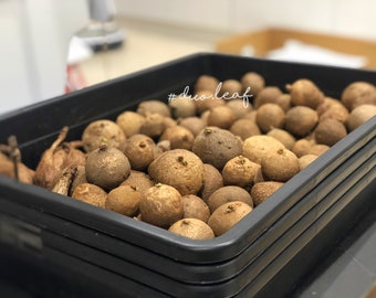 Wholesale Stephania Erecta Set in 6 / 12 Bulbs  (4.5-6cm) – Rare Caudex Plant, Exotic Houseplant, Easy-Care Indoor Plant, Unique Bonsai Gift