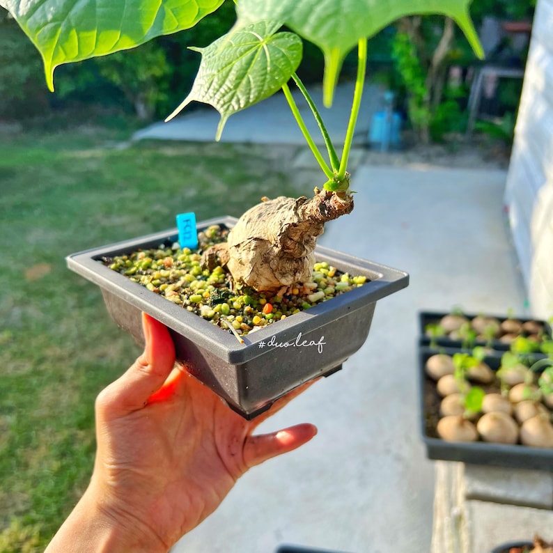 Peut inclure: Une petite plante en pot avec un syst&egrave;me racinaire bulbeux unique. La plante a deux grandes feuilles vertes et pousse dans un pot carr&eacute; noir. Le pot porte le hashtag #duoleaf &eacute;crit sur le fond.
