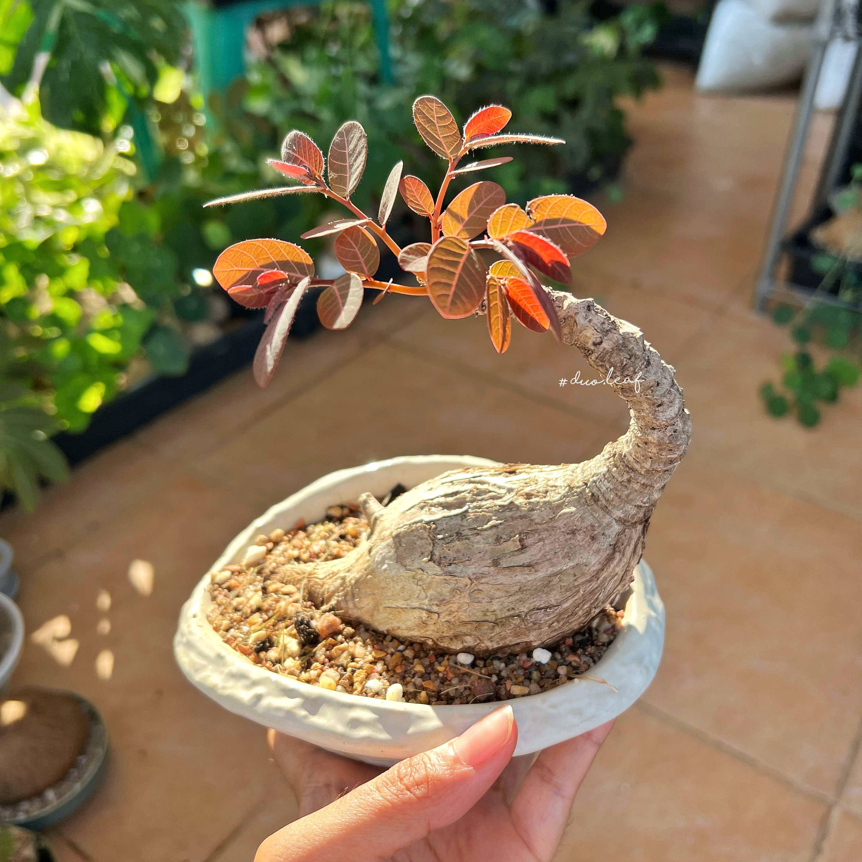 NEIGHBORHOOD PLANT POT 鉢 インテリア SPECIMEN NEIGHBORHOOD