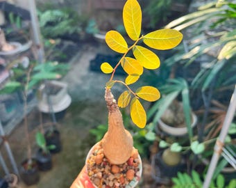 Ceratostema Doucettei - Assorted 4 Inch Pots - Etsy
