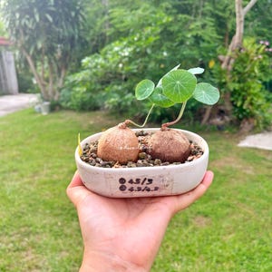Set 2 - Stephania Erecta 4.5 cm / Rare Bonsai Succulent, Lucky plant gifts, herbaceous plants, Unique foliage plant, Free shipping w/Phyto