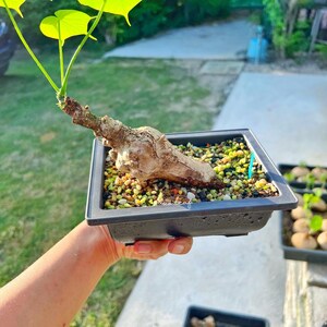 Peut inclure: Un petit bonsa&iuml; avec des feuilles vertes poussant dans un pot carr&eacute; noir. L'arbre a un tronc &eacute;pais et noueux et est entour&eacute; de petites pierres color&eacute;es.