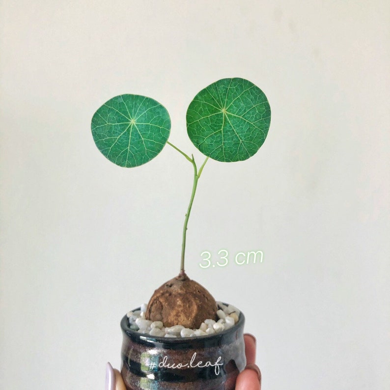 Value Set of Stephania Erecta Craib, Small Size, 3 4.5 cm Rare plant / house plant / Potato Plant 圓葉山烏龜 居家风水植物 自家精选配搭 zdjęcie 2