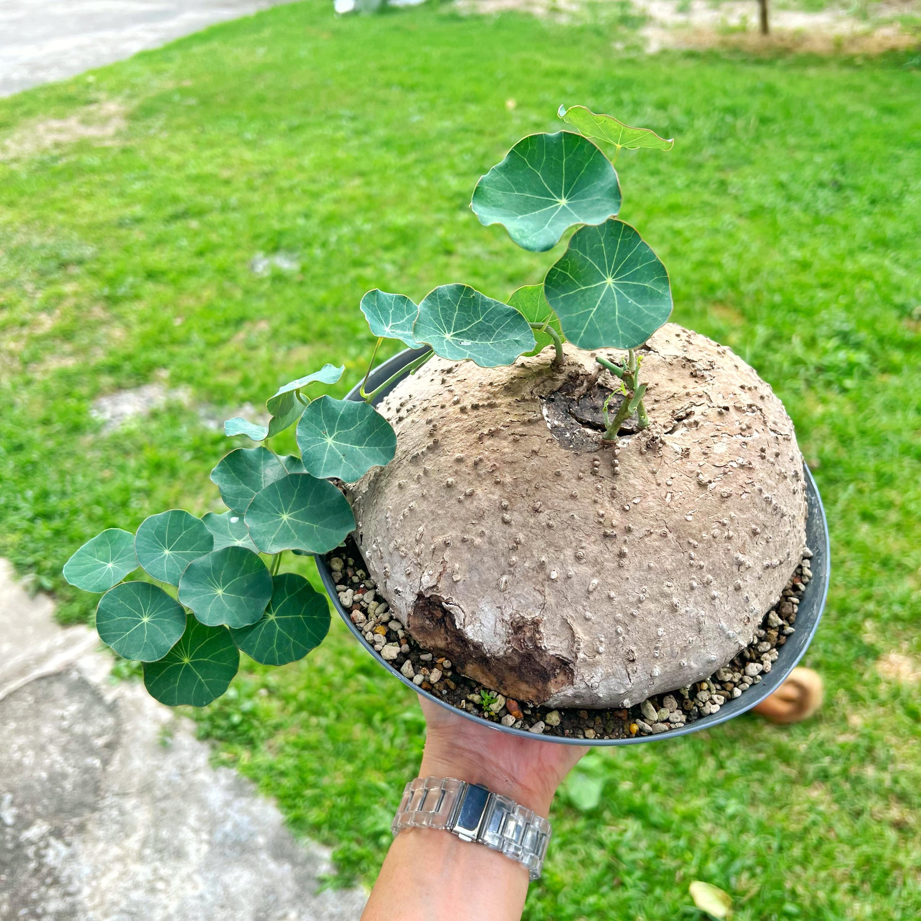 Stephania kaweesakii - Etsy 日本