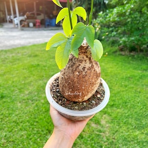 Rare Adenia Viridiflora 680g / Rare Caudex Plant, Exotic Succulent, indoor  Plant, Exotic Succulent Vine, Indoor Bonsai Style Tuber