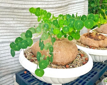 Stephania Erecta rara, formato gigante, 4 kg / Fogliame decorativo, regalo per amanti delle piante grasse, pianta difficile da trovare, decorazione per piante in vaso, caudice esotico