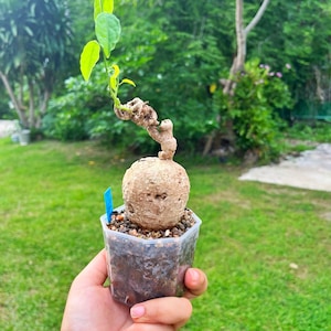 Adenia penangiana M size - Rare Caudex Plant, Exotic Succulent for Collectors, Easy-Care Indoor Plant, Unique bonsai plants, free shipping