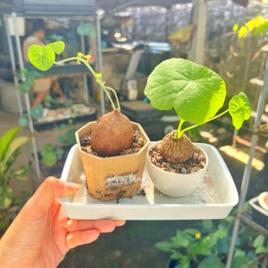ステファニア 卸売ミックス ステファニア エレクタとステファニア ノヴァ 3-4.5 cm