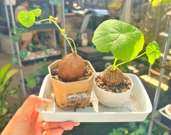 Conjunto de Stephania Erecta y Suberosa, plantas botánicas raras, bonsáis naturales, plantas de interior raras, bulbos exóticos, plantas de bajo mantenimiento, plantas de colección.