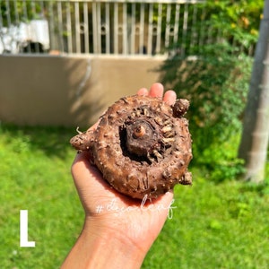 Amorphophallus Paeoniifolius Rare Plant / indoor Plant / Caudex plant (L) above 8 cm