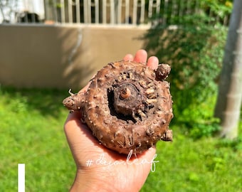 Semi Di Amorphophallus Paeoniifolius (suweg, Porang, Yam - Foto 3