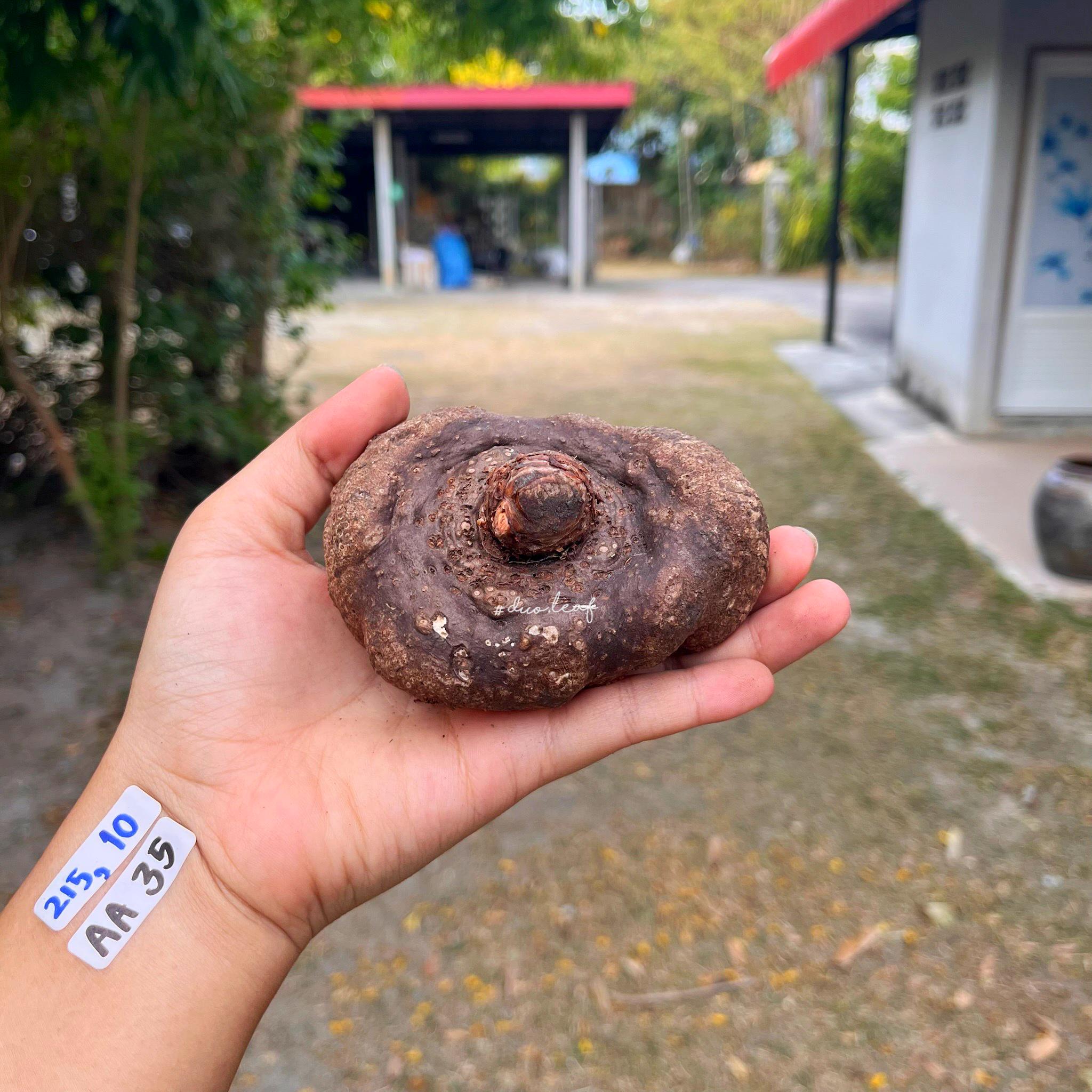 Amorphophallus atroviridis - Etsy 日本