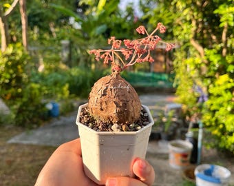 Firmiana Colorata (Sterculia Colorata) | 珍しい熱帯樹木の