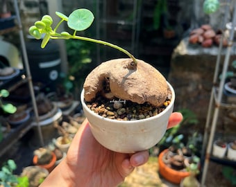 Stephania Erecta femmina unica, 7,5 cm, 195 g / Caudice unico / Pianta rara thailandese / Giardino in stile bonsai / Pianta esotica rara da interno / Spedizione gratuita