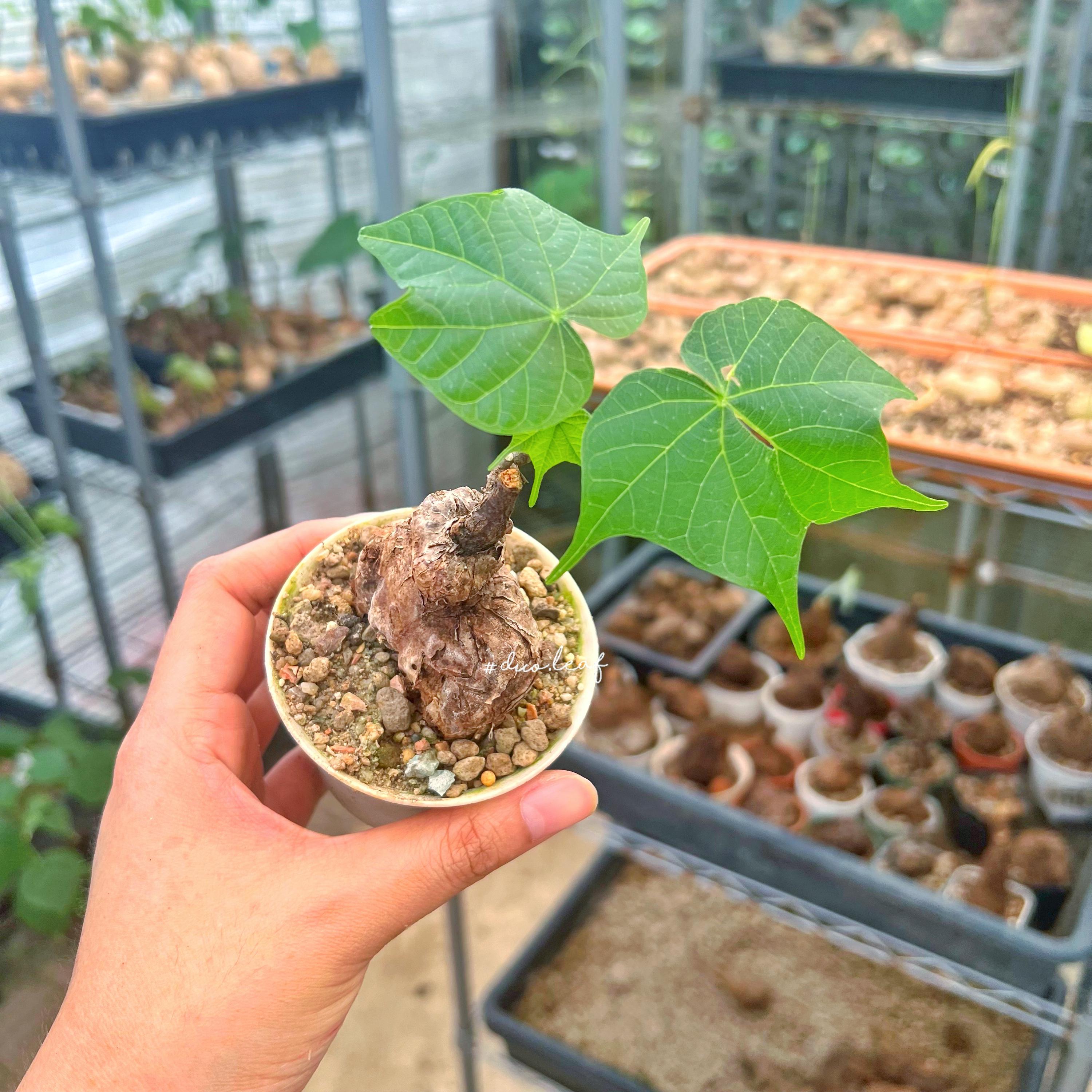 Firmiana colorata - Etsy 日本