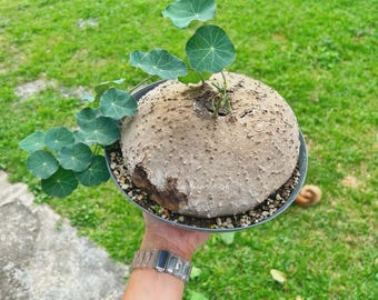 Grade C - 2 Kg Stephania Erecta | Rare Thai Plant | Unique Bonsai-Like | Exotic Caudiciform Tuber | Rare Succulent | Free shipping