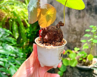 Firmiana Colorata (Sterculia Colorata) | 珍しい熱帯樹木の苗木