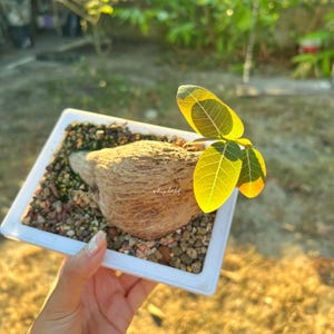 Phyllanthus Mirabilis 220g / Rare Caudex Plant, Exotic Succulent, Collector's Plant, Unique Bulbs, Indoor plants,  Easy Care plants