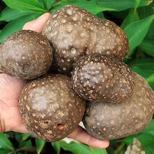 Dioscorea Bulbifera, Air potato, Bitter yam/ Small Caudex Plant, Exotic Foliage, Tropical Plant, Unique Indoor/Outdoor Plant, Free shipping