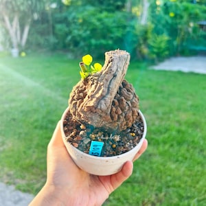 May include: A small, round, textured brown caudex plant with a thick, woody stem and tiny, bright yellow leaves sprouting from the top. The plant is potted in a white container filled with dark, coarse soil and features a small blue tag with text.