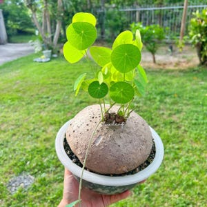 Rare Giant 1 Kg Stephania Erecta | Rare Thai Plant | Unique Bonsai-Like | Exotic Caudiciform Tuber | Rare Succulent | Free shipping w/Phyto