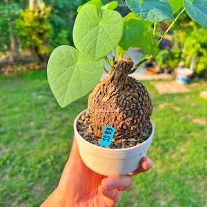 Rare Stephania Suberosa Caudex (280g) : Unique indoor plants | Easy Indoor Care