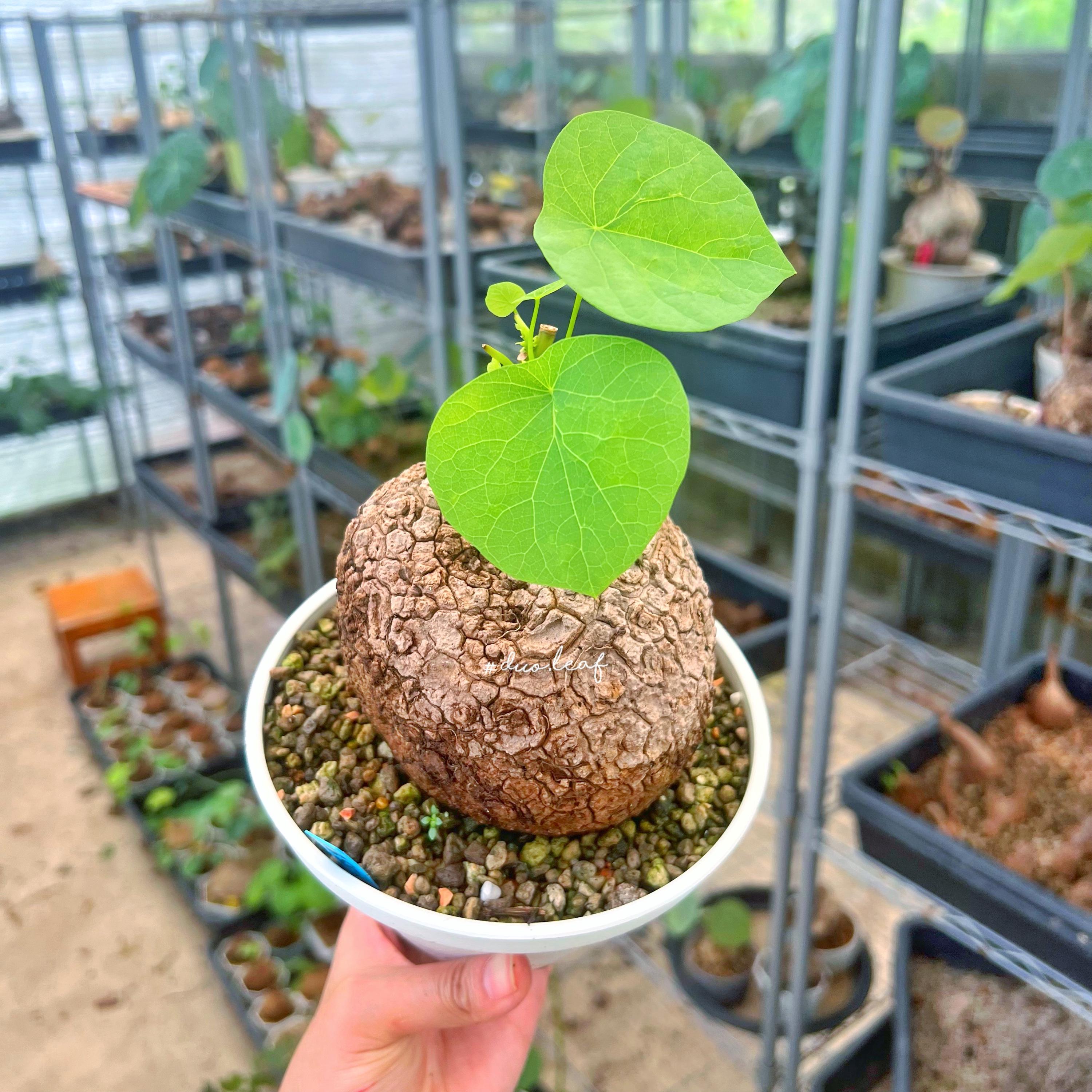 Rare Stephania Suberosa 680g (XXL Size) Rare Caudex L Tuber | Thai