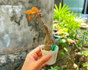 Phyllanthus Mirabilis 奇異油柑  居家风水植物 rare plant / Caduex plant / indoor plan