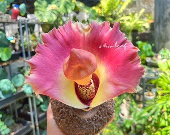 Amorphophallus Paeoniifolius  (Rare Plant / indoor Plant / Caudex plant)