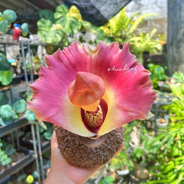 Amorphophallus Paeoniifolius  (Rare Plant / indoor Plant / Caudex plant)