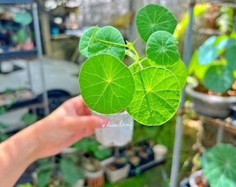 Stephania Erecta 5 cm  | Rare Thai Plant | Bonsai-Like Tuber Garden | Rare Exotic Indoor Plant  | Free shipping