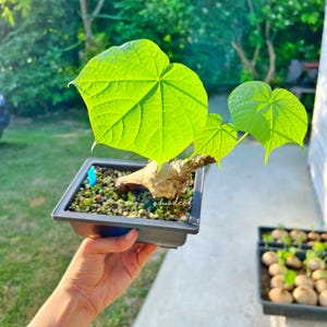 Peut inclure: Un petit bonsa&iuml; vert avec des feuilles en forme de c&oelig;ur dans un pot carr&eacute; gris. L'arbre est pos&eacute; sur une main.