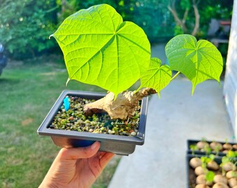 Sterculia colorata ステルクリア　コロラータ　4個セット Sterculia colorata ステルクリア コロラータ 4個セット ステル