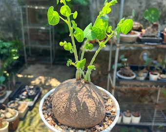 Stephania Erecta femmina – 10,8 cm, 480 g / Bonsai esotico compatto per interni, piante esotiche rare, piante facili da curare, bonsai succulento