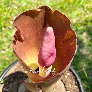 Amorphophallus Paeoniifolius Rare Plant / indoor Plant / Caudex plant image 3