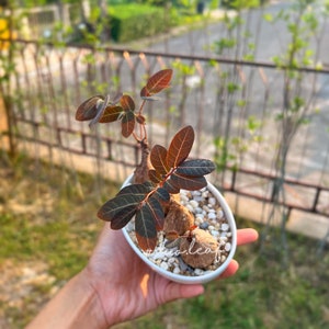 Phyllanthus Mirabilis Set - 4-12 Bulbs / this order comes with additional gift bulbs - Unique Caudex Plant with Nocturnal Leaf Movements