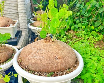 2kg 希少なステファニア・エレクタ 巨大サイズ/装飾葉、多肉植物愛好家