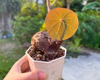 Stephania Nova 1xxg Kaweesakii – Rare Caudex Plants for Collectors | Unique Succulent Bulbs | Tropical garden plants  | Unique Bulbous Plant