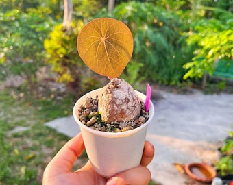 Stephania Nova S (Kaweesakii) unique color leaf  / caduex plant/ Rare plant / Free shipping w Phyto / Unique Succulent Bulb/ Exotic caudex