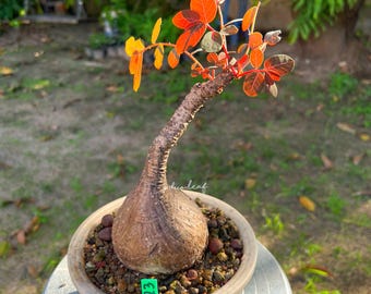 Phyllanthus Mirabilis 255g  Indoor/outdoor caudex, Unique foliage plant, unusual plants for home, Easy Care Plant / Bonsai like plant