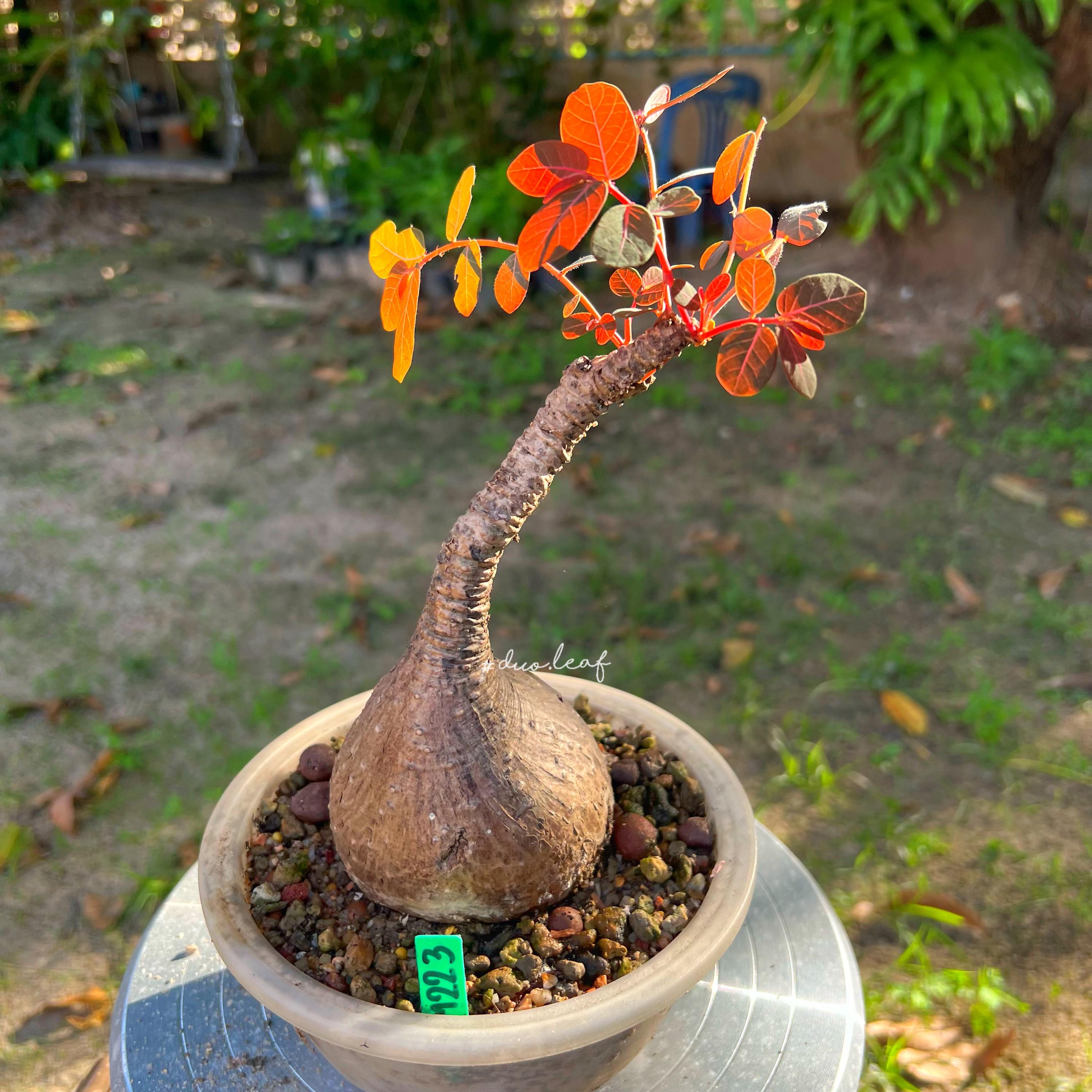 Unusual Caudex Plants - Etsy